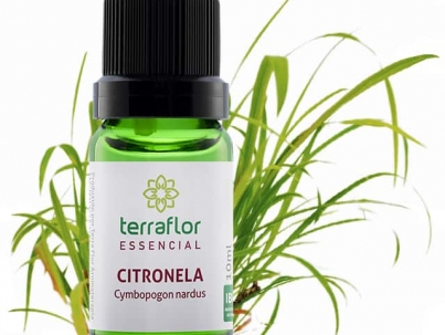Citronela - Cymbopogon winterianus