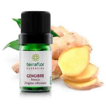 Gengibre - Zingiber officinale