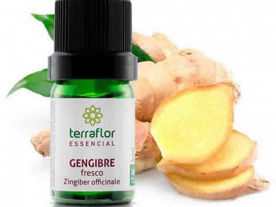 Gengibre - Zingiber officinale