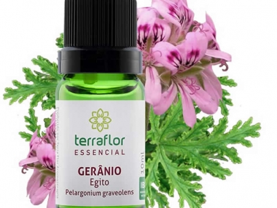 Gerândio Egito - Pelargonium graveolens