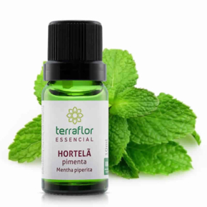 Hortelã Pimenta - Mentha piperita