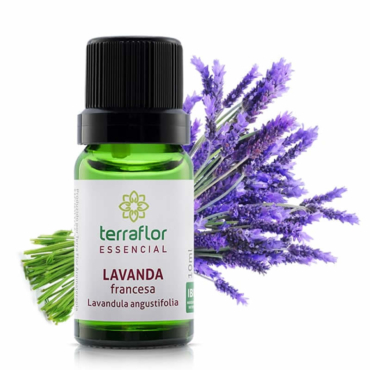 Lavanda - Lavandula angustifolia