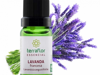 Lavanda - Lavandula angustifolia