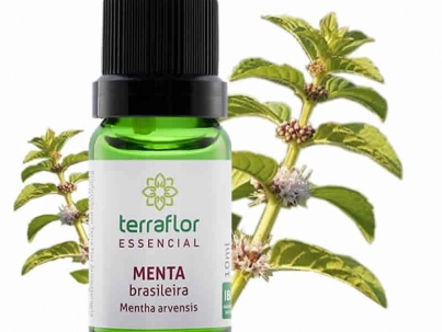 Menta Brasileira - Mentha arvensis