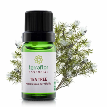 Tea Tree - Melaleuca alternifolia