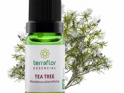 Tea Tree - Melaleuca alternifolia