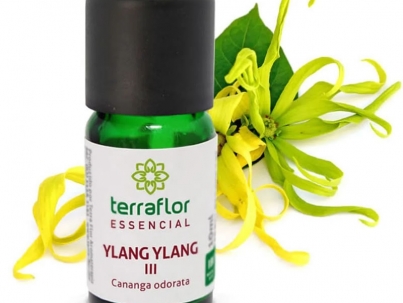Ylang Ylang III - Cananga odorata_26_11zon