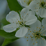 Cherry plum Cherry plum