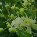 Clematis Clematis