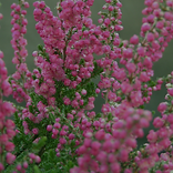 Heather Heather