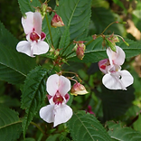 Impatiens Impatiens